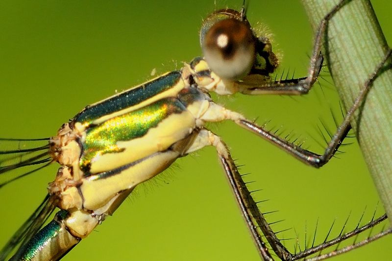 Quale Lestidae? Chalcolestes parvidens